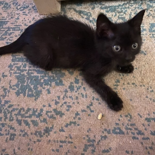 Pet Image