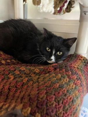 Brianna Domestic Short Hair Cat
