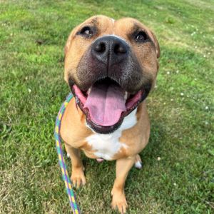 Pogo, Adult Male Mixed Breed