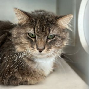 Chicken Nugest, Adult Male Domestic Long Hair