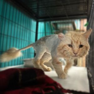 Him, With The Hair, Adult Male Domestic Medium Hair