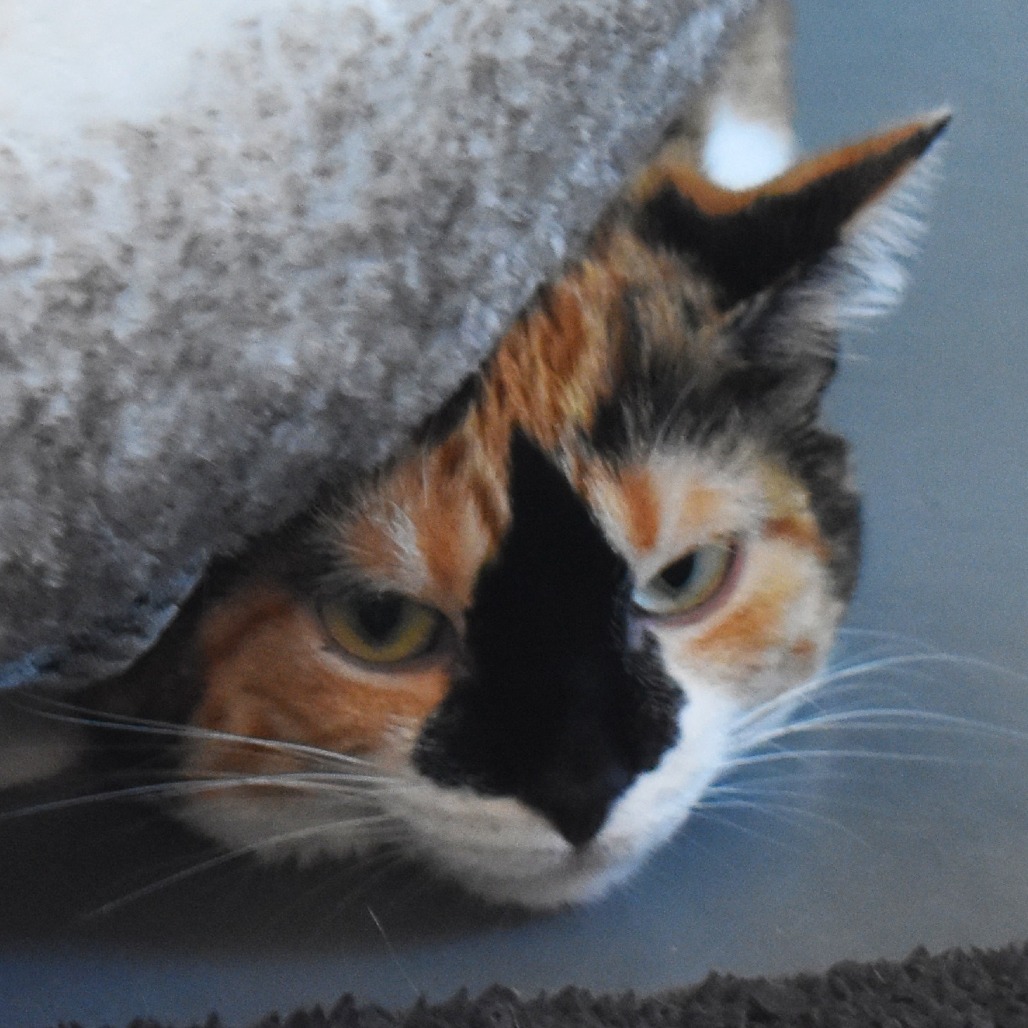 Diamond, an adoptable Domestic Short Hair in Rifle, CO, 81650 | Photo Image 1