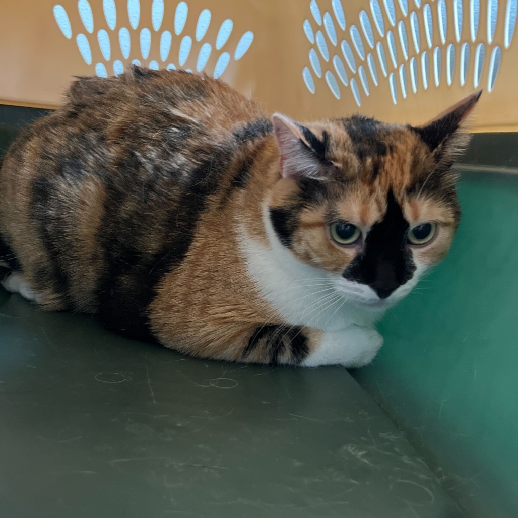 Diamond, an adoptable Domestic Short Hair in Rifle, CO, 81650 | Photo Image 2