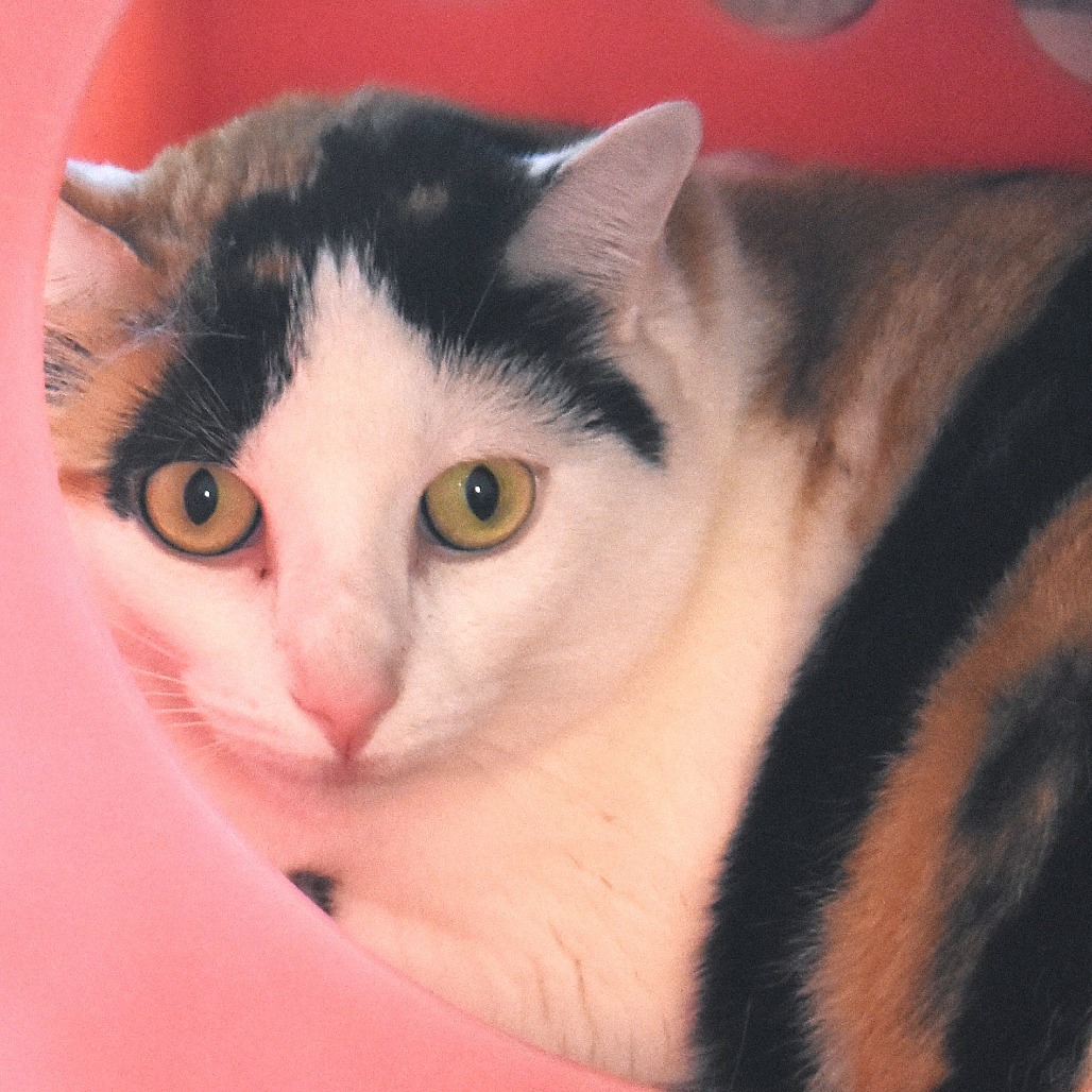 Crystal, an adoptable Domestic Short Hair in Rifle, CO, 81650 | Photo Image 1