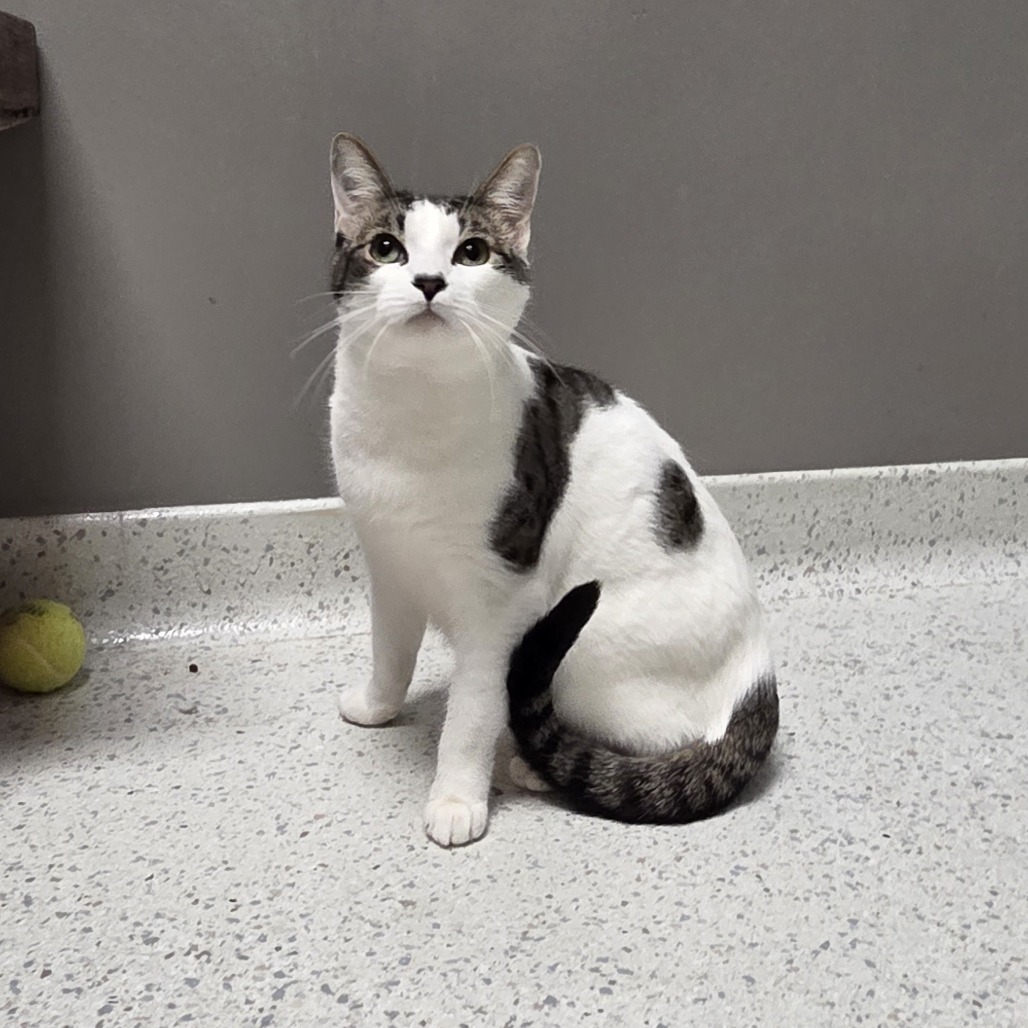Mitzi, an adoptable Domestic Short Hair in Park City, UT, 84098 | Photo Image 1