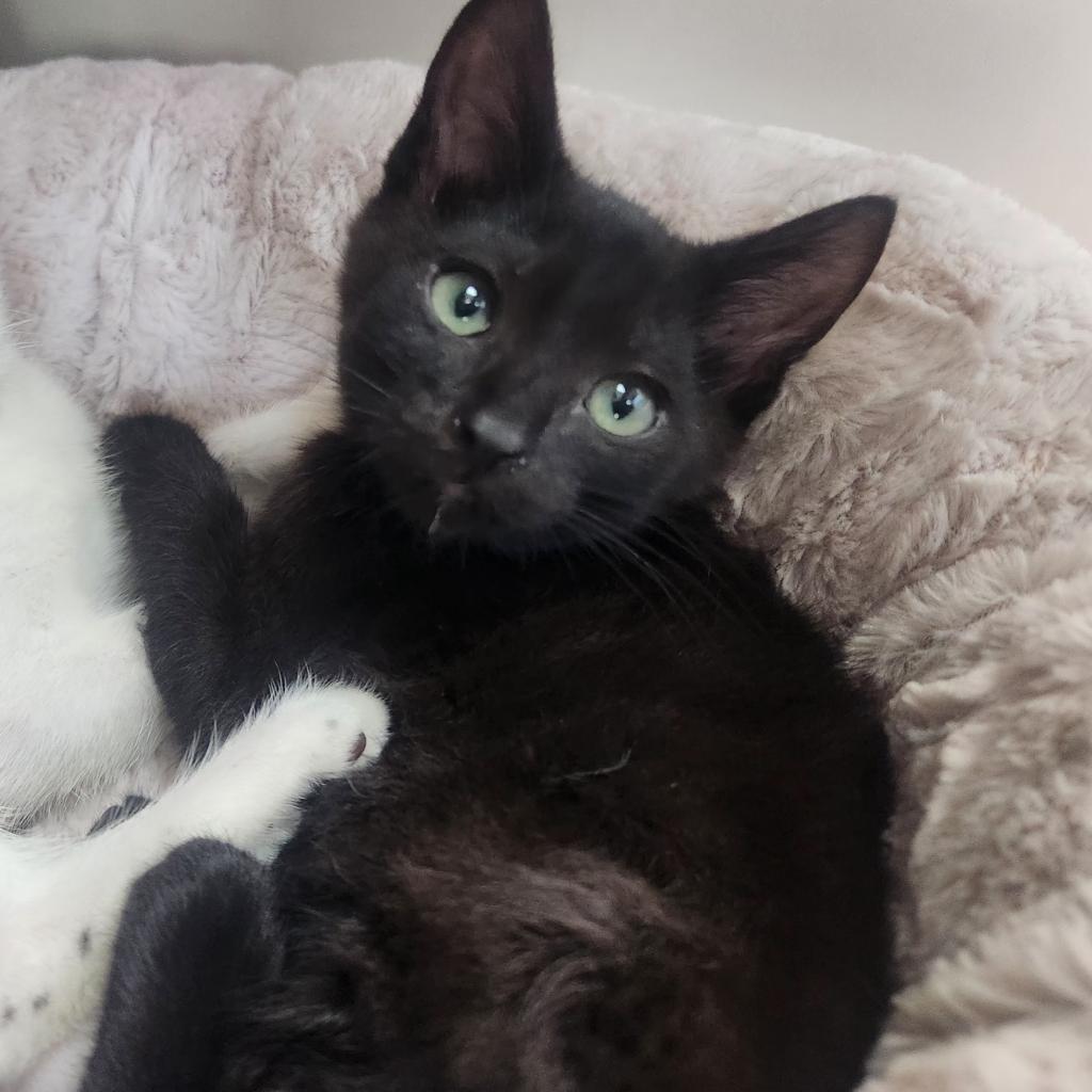 Milly, an adoptable Domestic Short Hair in Park City, UT, 84098 | Photo Image 1