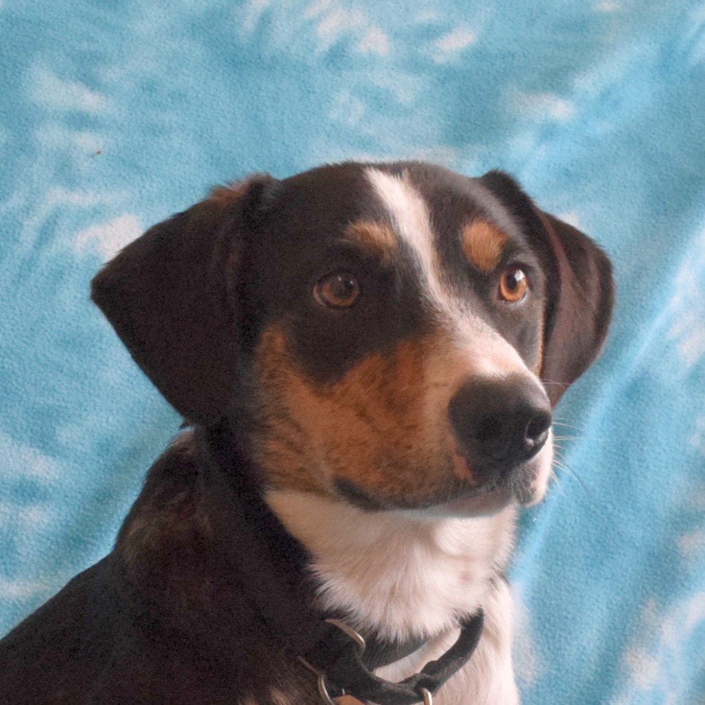 Zoey, an adoptable Jack Russell Terrier, McNab in Eureka, CA, 95503 | Photo Image 1
