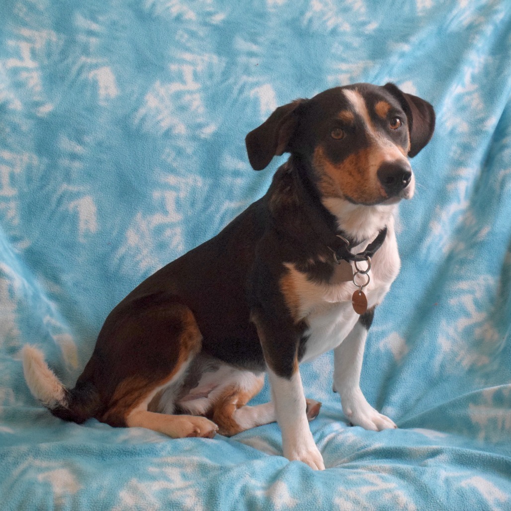 Zoey, an adoptable Jack Russell Terrier, McNab in Eureka, CA, 95503 | Photo Image 2