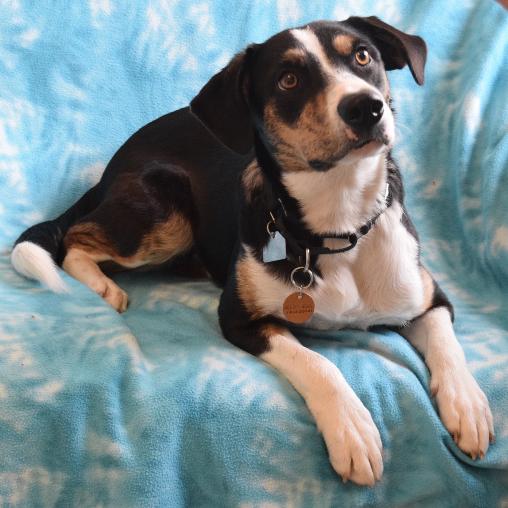 Zoey, an adoptable Jack Russell Terrier, McNab in Eureka, CA, 95503 | Photo Image 3