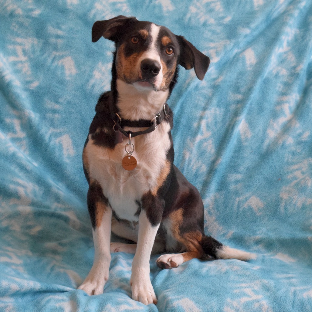 Zoey, an adoptable Jack Russell Terrier, McNab in Eureka, CA, 95503 | Photo Image 4