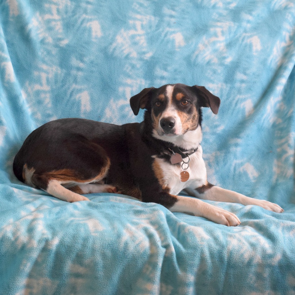 Zoey, an adoptable Jack Russell Terrier, McNab in Eureka, CA, 95503 | Photo Image 5