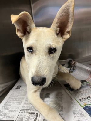 Bambi, Baby Female Husky