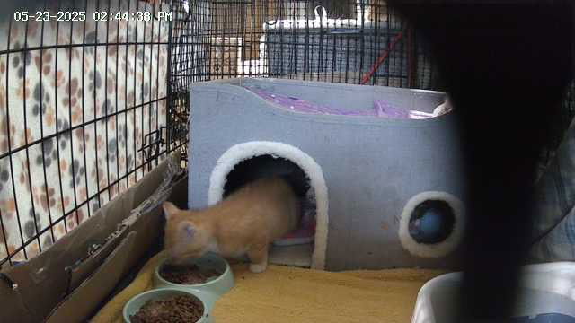 Scamper