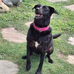 Bella, Adult Female Black Labrador Retriever