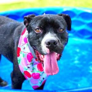 Mav, Young Male Pit Bull Terrier