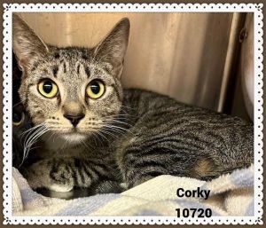 Corky (631) Domestic Short Hair Cat
