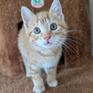 Topaz, Baby Male Domestic Short Hair
