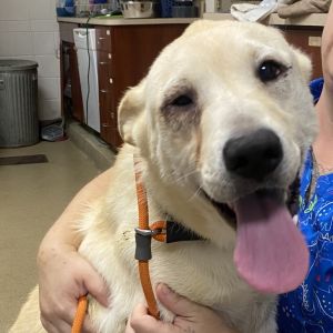 Gouda, Young Male Labrador Retriever