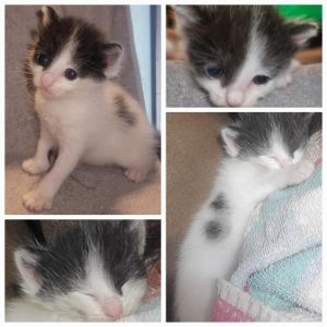 One Eye Domestic Short Hair Cat