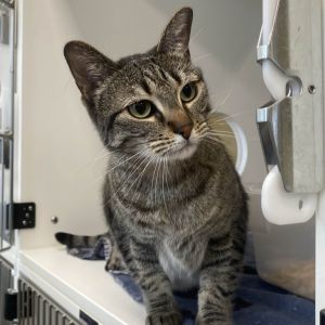 Janie Domestic Short Hair Cat
