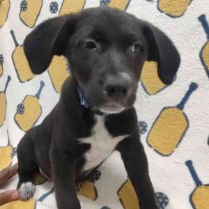 Minerva Black Labrador Retriever Dog