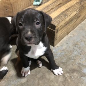 Domino and Sammy Pit Bull Terrier Dog