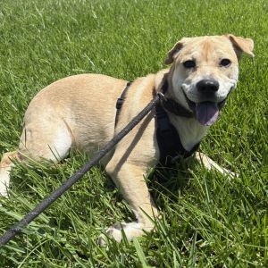 Moonbeam Mixed Breed Dog