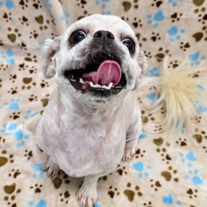 Kara Pekingese Dog