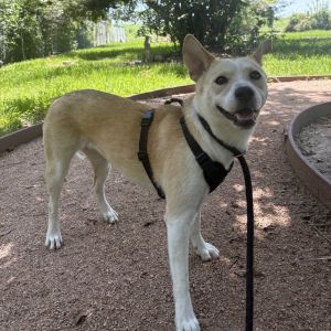 Luna Mae Mixed Breed Dog