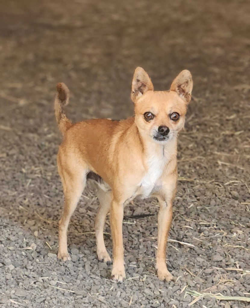 Chico (aka) Cheeto