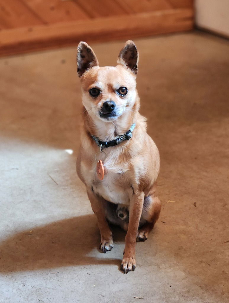 Chico (aka) Cheeto