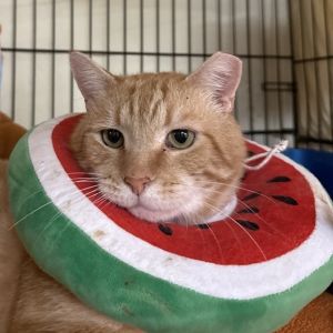 Romeo Domestic Short Hair Cat