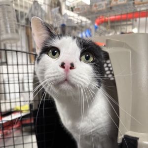 Voldemort Domestic Short Hair Cat