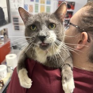 Bear Bear is currently in foster care and ready for adoption via our virtual process Learn more abo