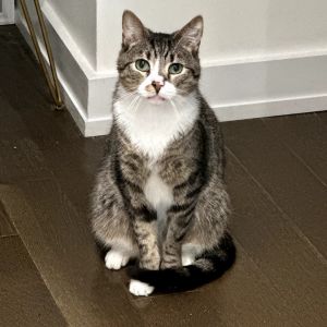 Tee Too Domestic Short Hair Cat