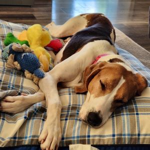 Martha, Adult Female Treeing Walker Coonhound