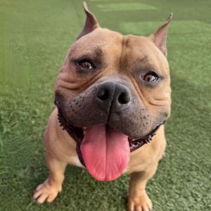Johnny Cash Pit Bull Terrier Dog