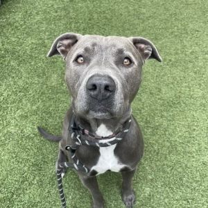 River (Neytiri) Pit Bull Terrier Dog