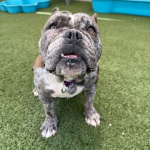Paisley Pit Bull Terrier Dog