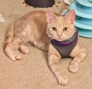 Haru Domestic Short Hair Cat