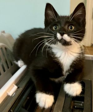 Chickadee Domestic Short Hair Cat