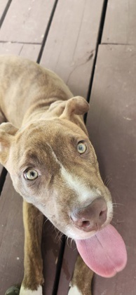 Bravo - IN FOSTER, Young Male Mixed Breed
