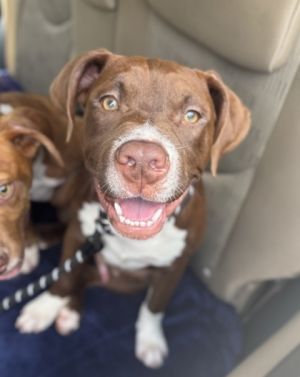 Alpha - IN FOSTER, Young Male Mixed Breed