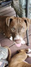 Alpha - IN FOSTER photo 2