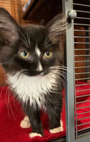 I am very cute and sweet Please give me a forever homeAll adopters must be  21 years old live