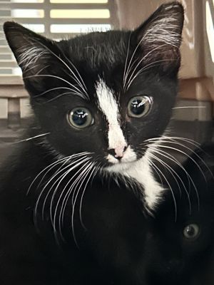 Belly (aka Peeples 3) Domestic Short Hair Cat