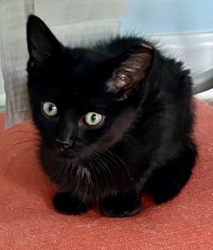 Bean (aka Peeples 2) Domestic Short Hair Cat