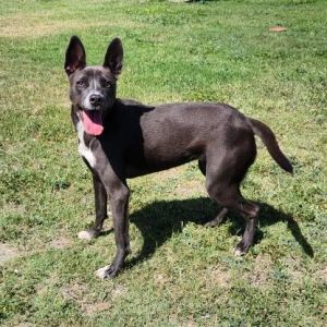 Maz Kanata, Adult Male Terrier