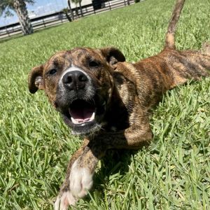 M&#39;Baku, Adult Male American Staffordshire Terrier