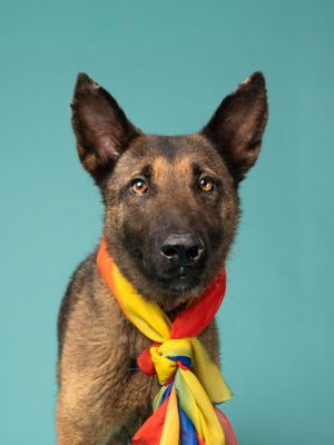 LONDON, Adult Female German Shepherd Dog